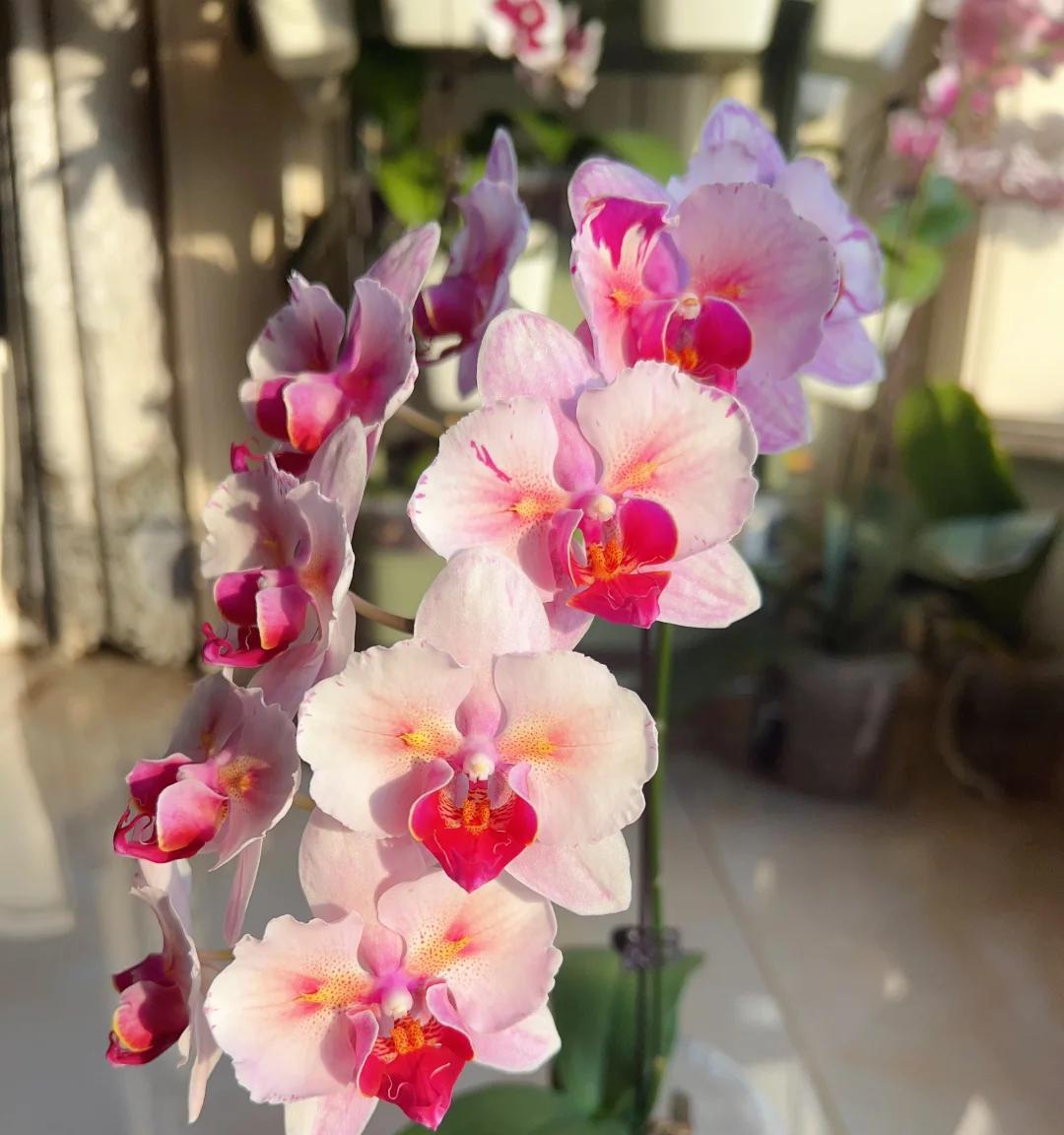 常见的5大“坑人花”，明知养不活，还往家搬，网友：真邪门儿了~