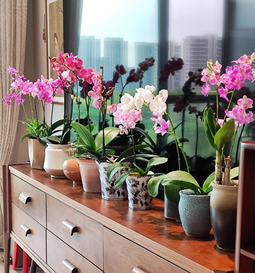 常见的5大“坑人花”，明知养不活，还往家搬，网友：真邪门儿了~