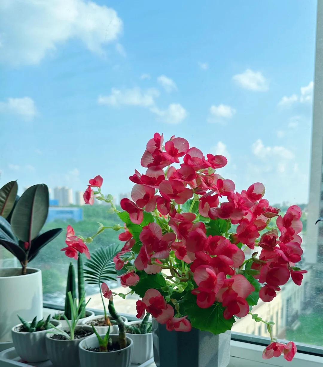 常见的5大“坑人花”，明知养不活，还往家搬，网友：真邪门儿了~