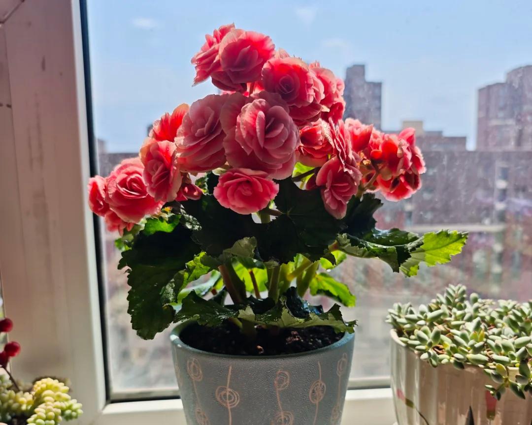 常见的5大“坑人花”，明知养不活，还往家搬，网友：真邪门儿了~