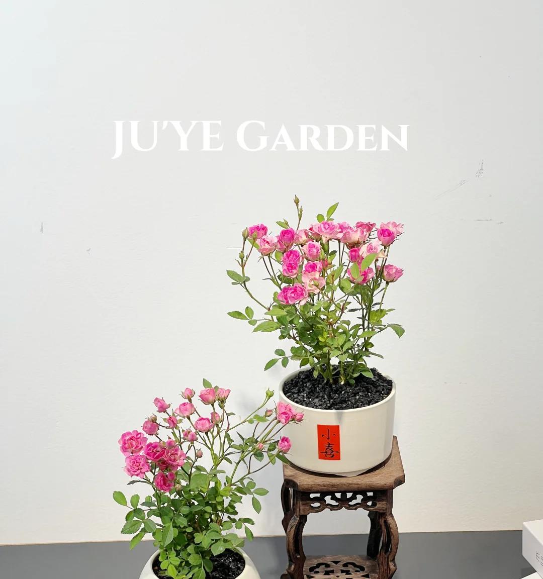 常见的5大“坑人花”，明知养不活，还往家搬，网友：真邪门儿了~