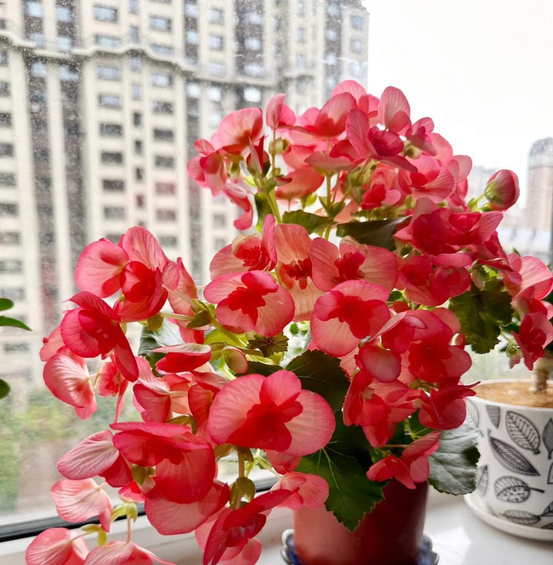 常见的5大“坑人花”，明知养不活，还往家搬，网友：真邪门儿了~