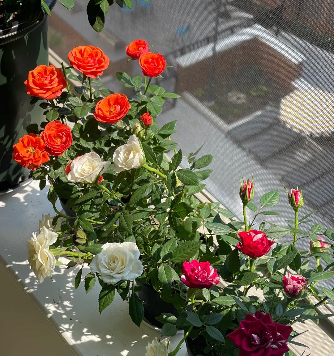 常见的5大“坑人花”，明知养不活，还往家搬，网友：真邪门儿了~