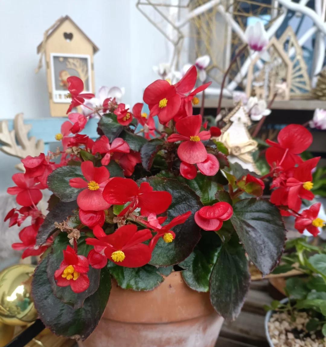 常见的5大“坑人花”，明知养不活，还往家搬，网友：真邪门儿了~