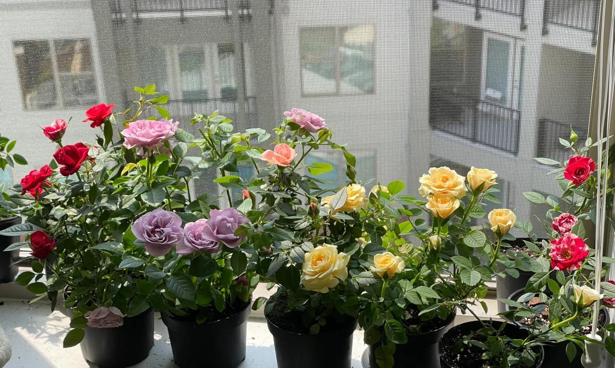 常见的5大“坑人花”，明知养不活，还往家搬，网友：真邪门儿了~