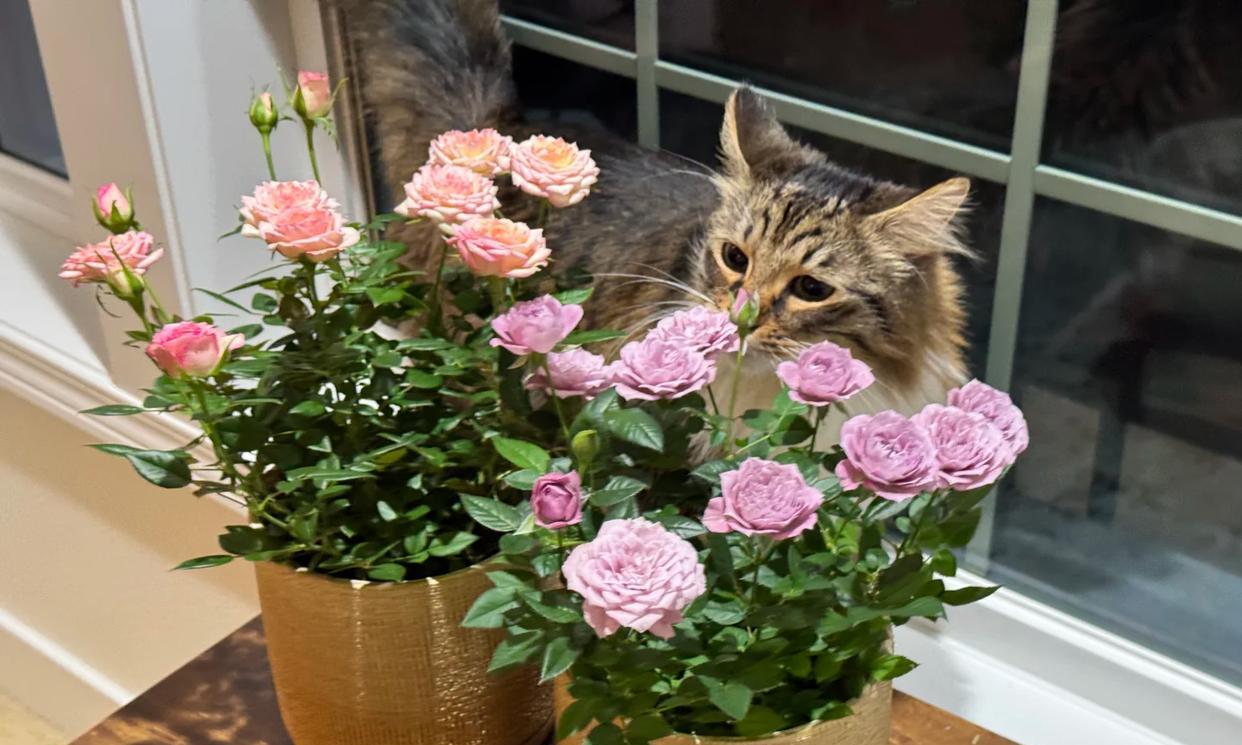 常见的5大“坑人花”，明知养不活，还往家搬，网友：真邪门儿了~