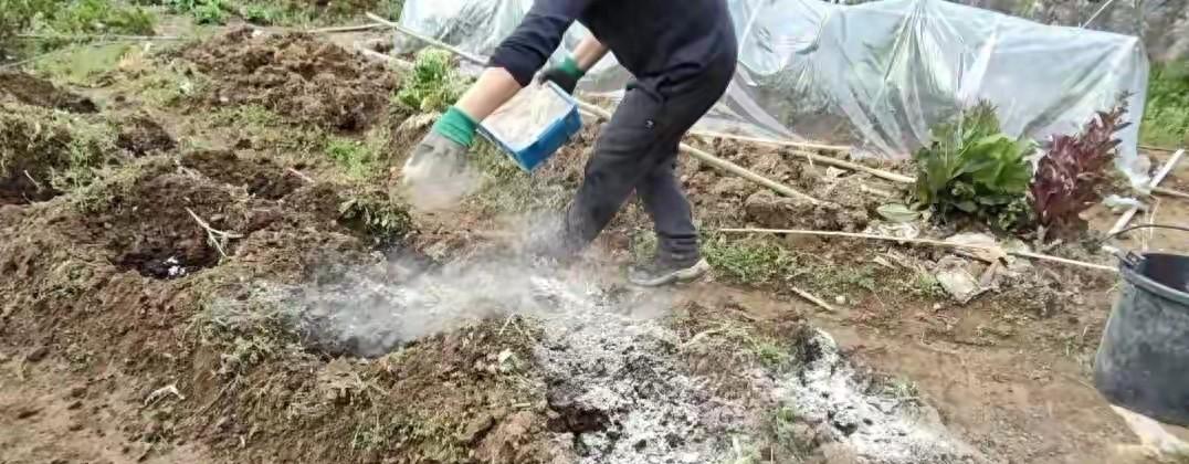万万没想到！这几种蔬菜不能用草木灰！有人不知年年用，次次吃亏