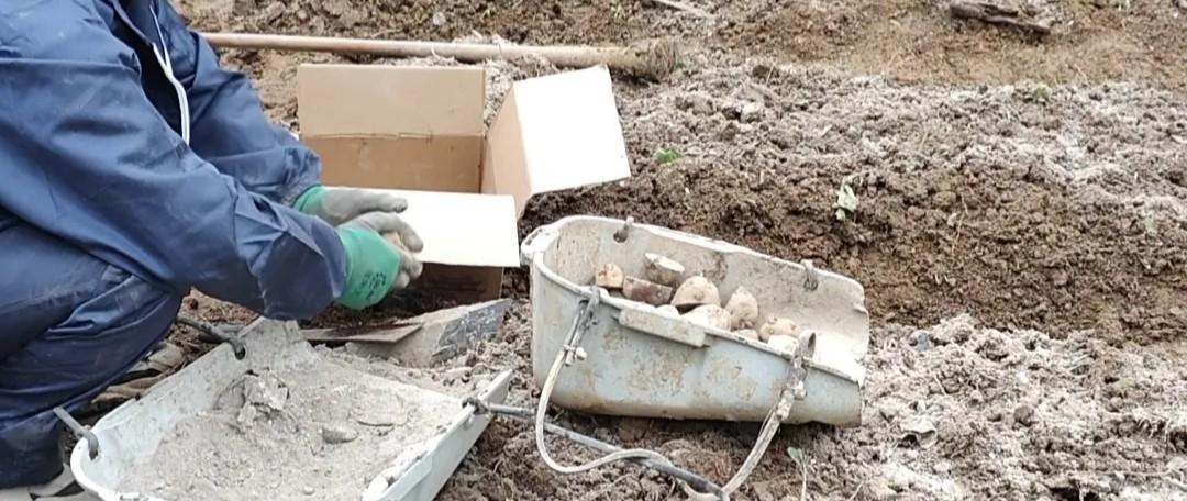 万万没想到！这几种蔬菜不能用草木灰！有人不知年年用，次次吃亏