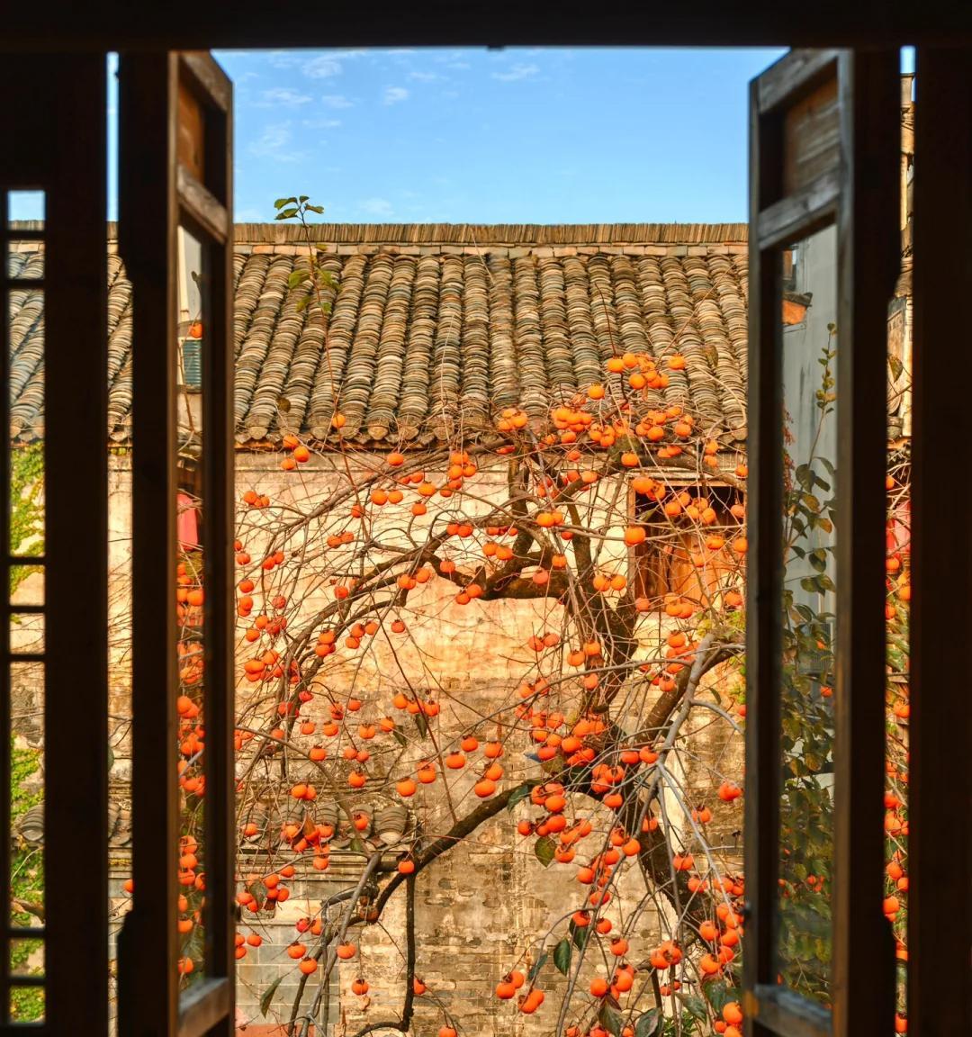 安徽一男子，因“老屋的一棵柿子树”走红，美成一幅画，好治愈吖