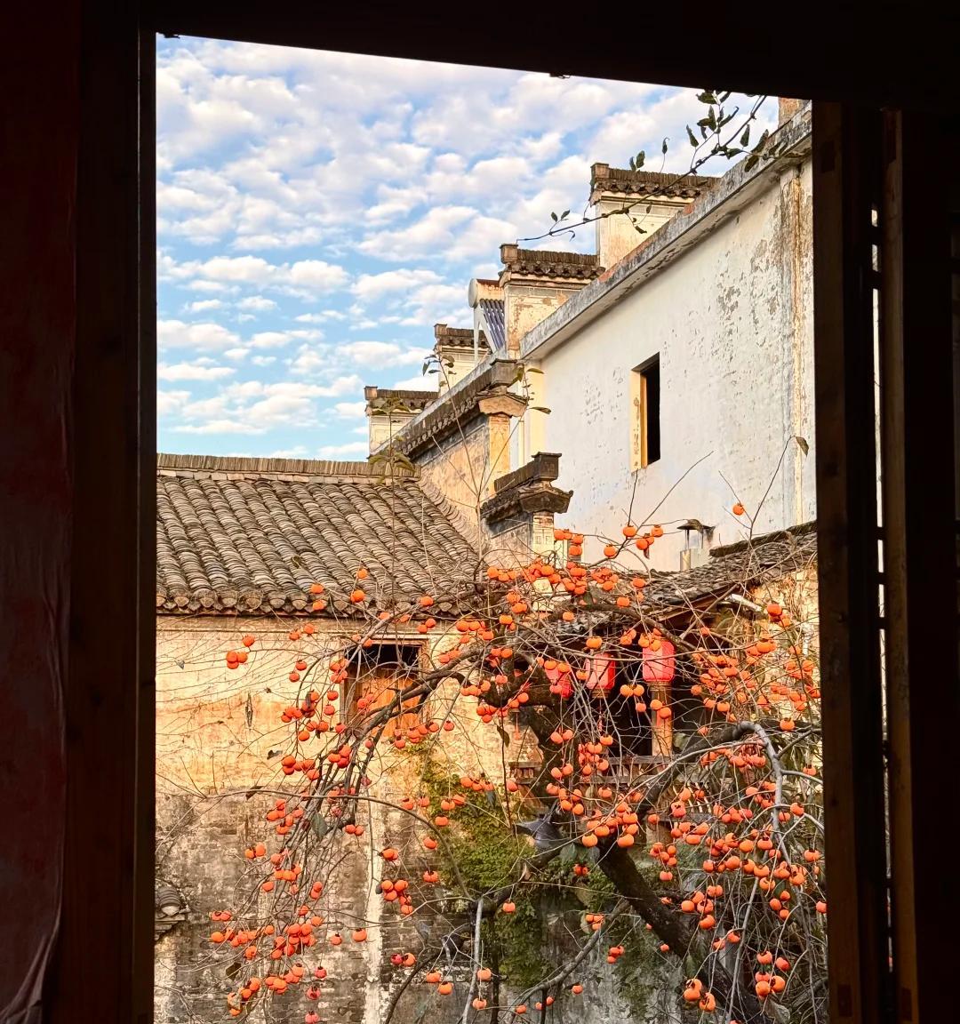 安徽一男子，因“老屋的一棵柿子树”走红，美成一幅画，好治愈吖