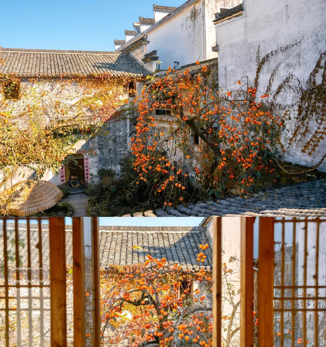 安徽一男子，因“老屋的一棵柿子树”走红，美成一幅画，好治愈吖