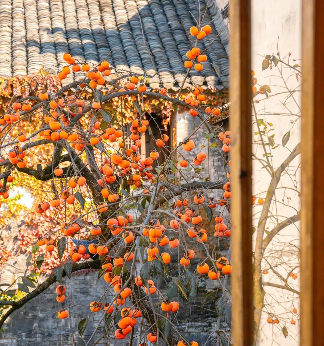 安徽一男子，因“老屋的一棵柿子树”走红，美成一幅画，好治愈吖