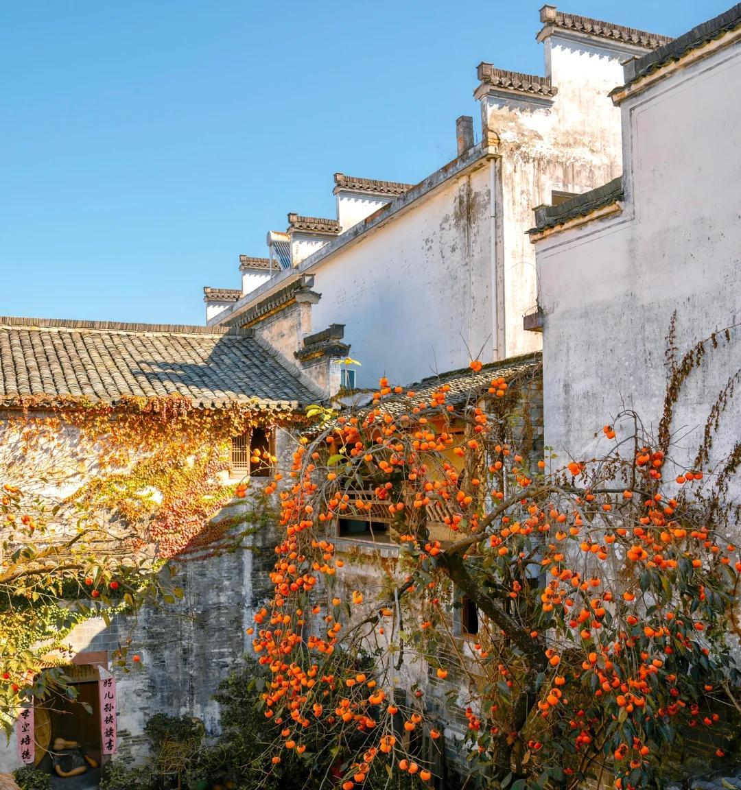 安徽一男子，因“老屋的一棵柿子树”走红，美成一幅画，好治愈吖