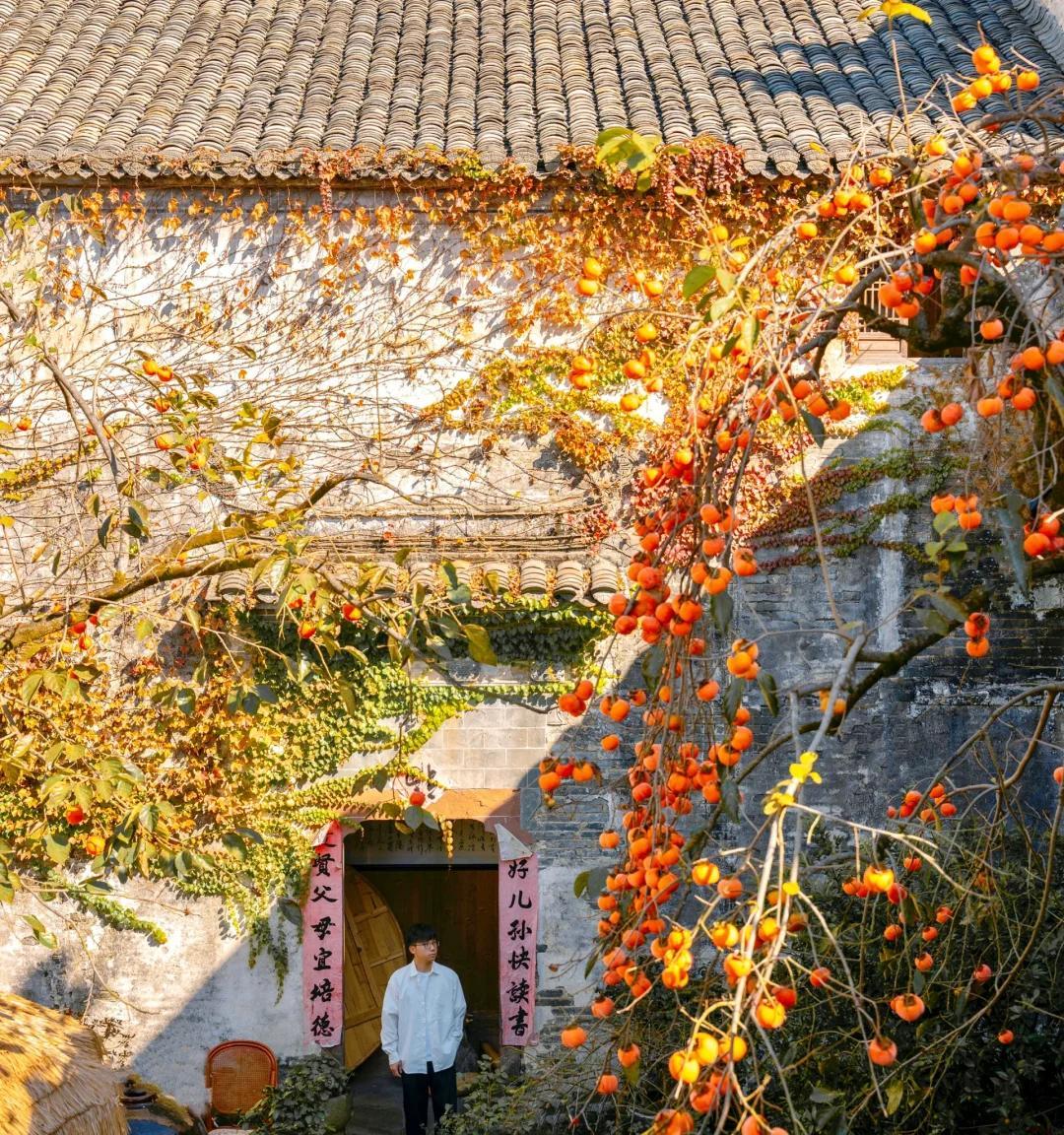 安徽一男子，因“老屋的一棵柿子树”走红，美成一幅画，好治愈吖