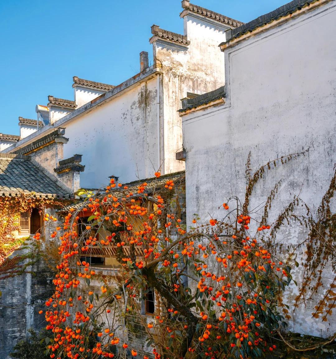 安徽一男子，因“老屋的一棵柿子树”走红，美成一幅画，好治愈吖