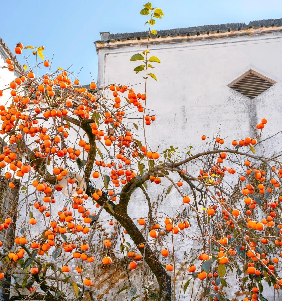 安徽一男子，因“老屋的一棵柿子树”走红，美成一幅画，好治愈吖