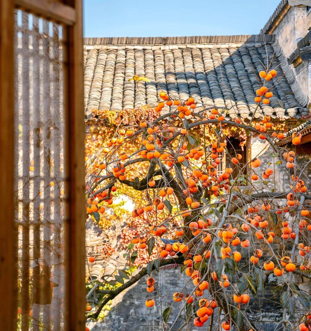 安徽一男子，因“老屋的一棵柿子树”走红，美成一幅画，好治愈吖