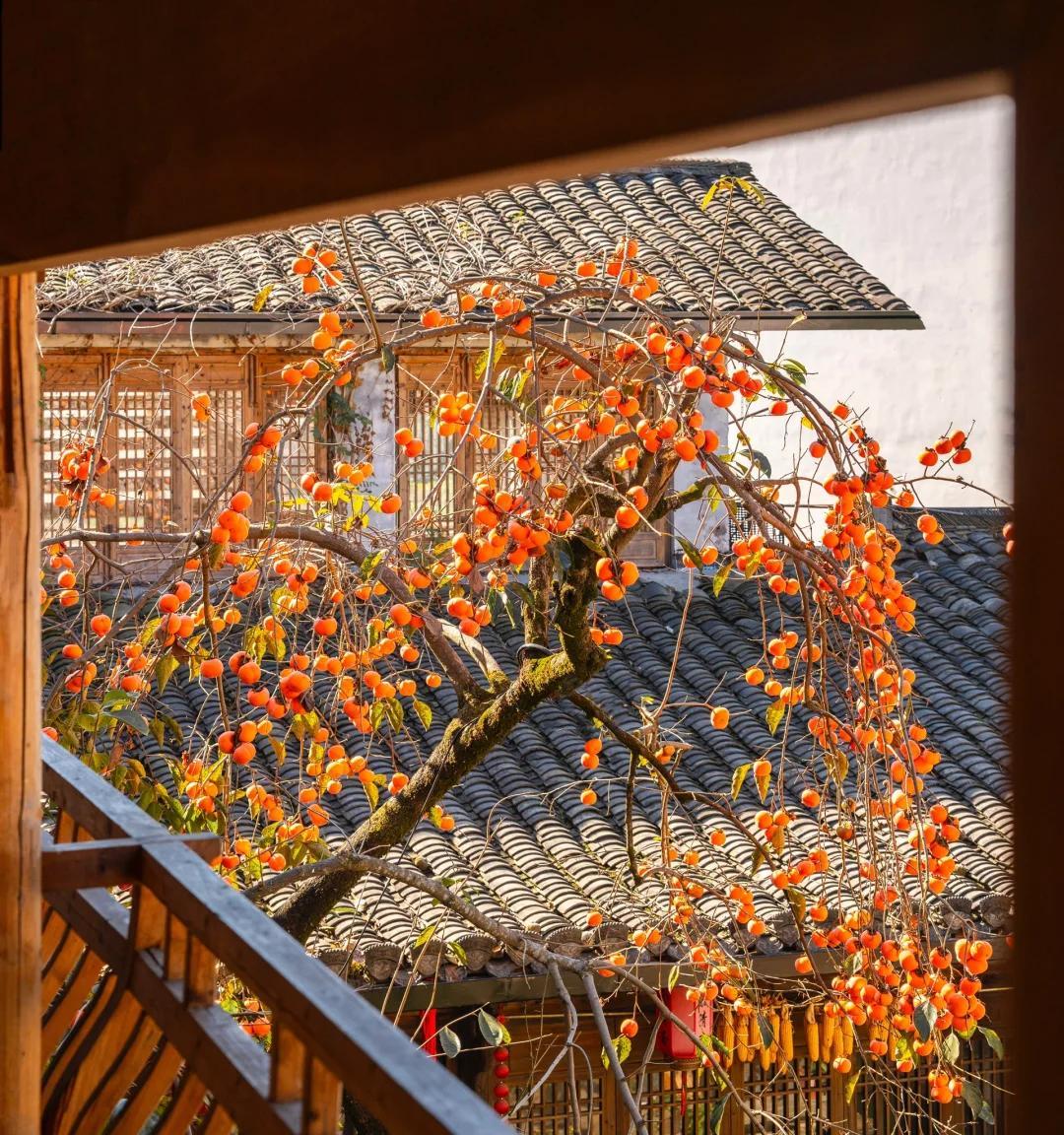 安徽一男子，因“老屋的一棵柿子树”走红，美成一幅画，好治愈吖