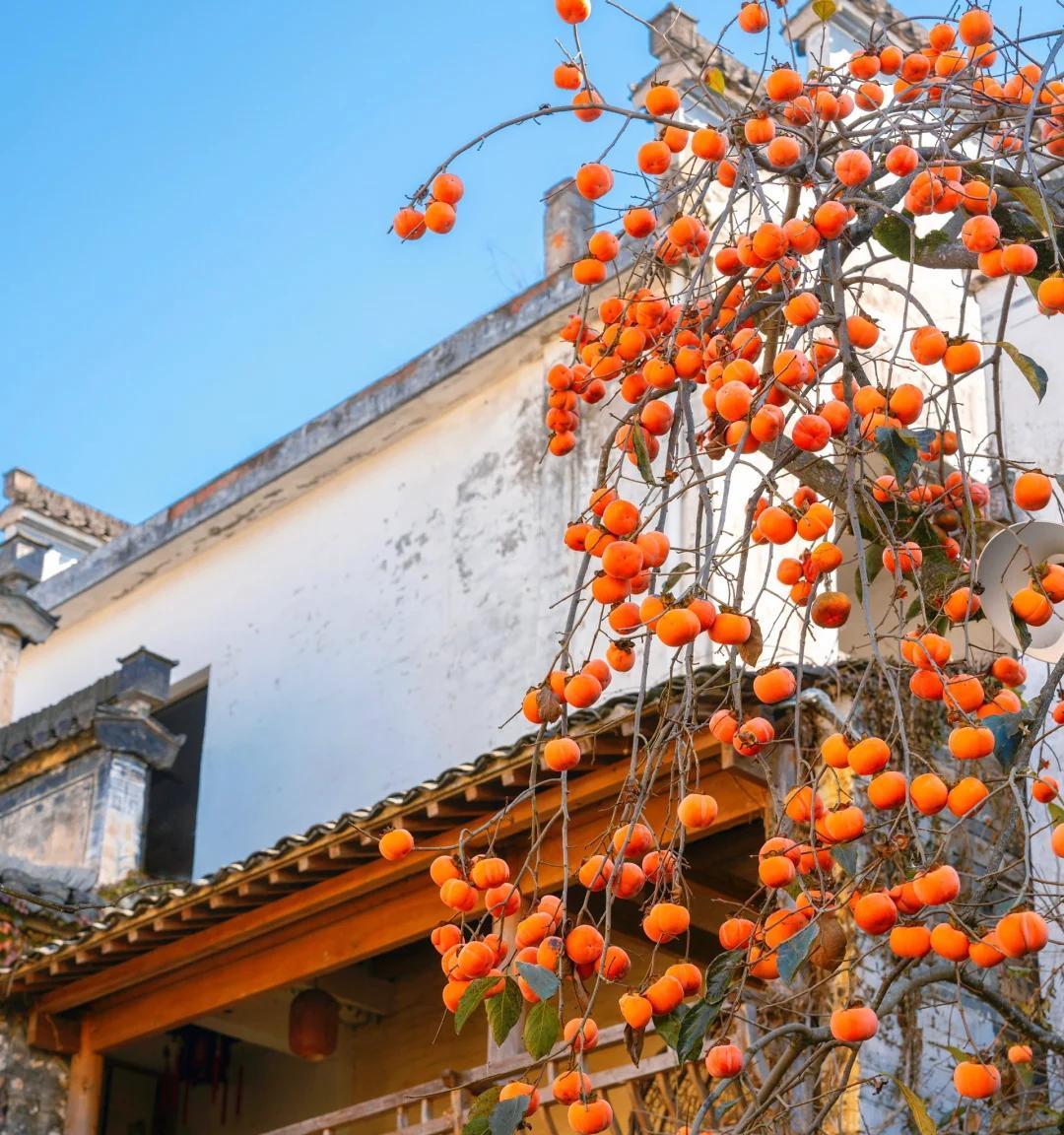 安徽一男子，因“老屋的一棵柿子树”走红，美成一幅画，好治愈吖