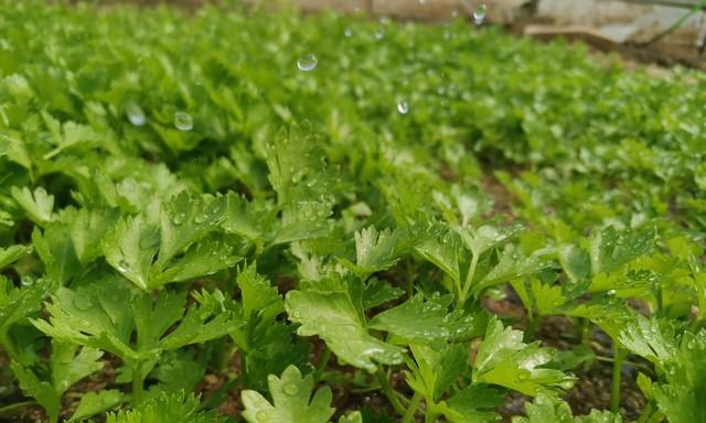 难怪你种的芹菜不发芽、爱倒伏！从播种到采收，全程避坑指南来了