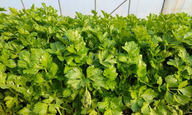 难怪你种的芹菜不发芽、爱倒伏！从播种到采收，全程避坑指南来了