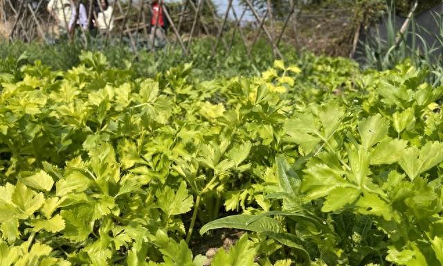 难怪你种的芹菜不发芽、爱倒伏！从播种到采收，全程避坑指南来了