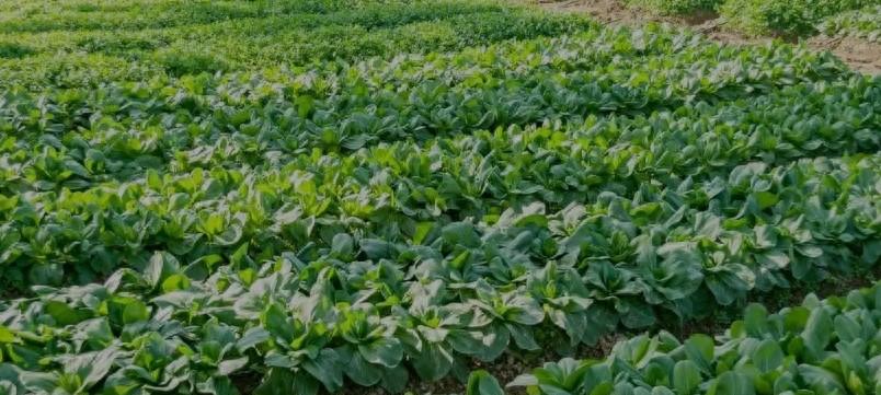 种菜怕招虫？这3个土方法绝了，不喷药虫子跑光菜还疯长！