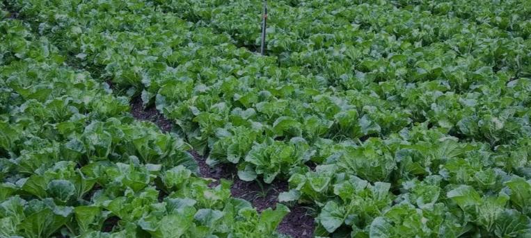 种菜怕招虫？这3个土方法绝了，不喷药虫子跑光菜还疯长！