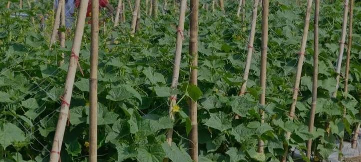 种菜怕招虫？这3个土方法绝了，不喷药虫子跑光菜还疯长！