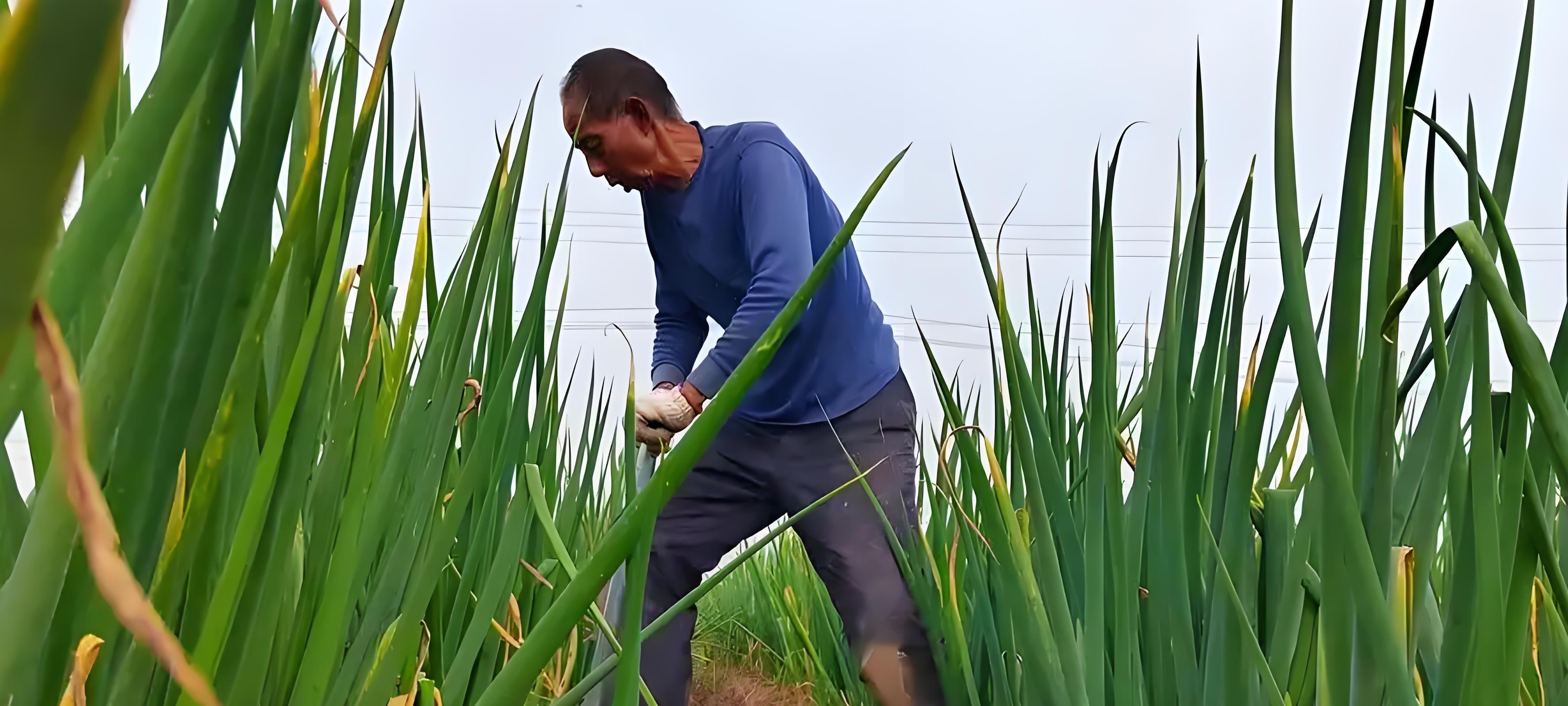 河北大葱收获倒计时！最后7天，这些关键点做不对，半年白忙活！