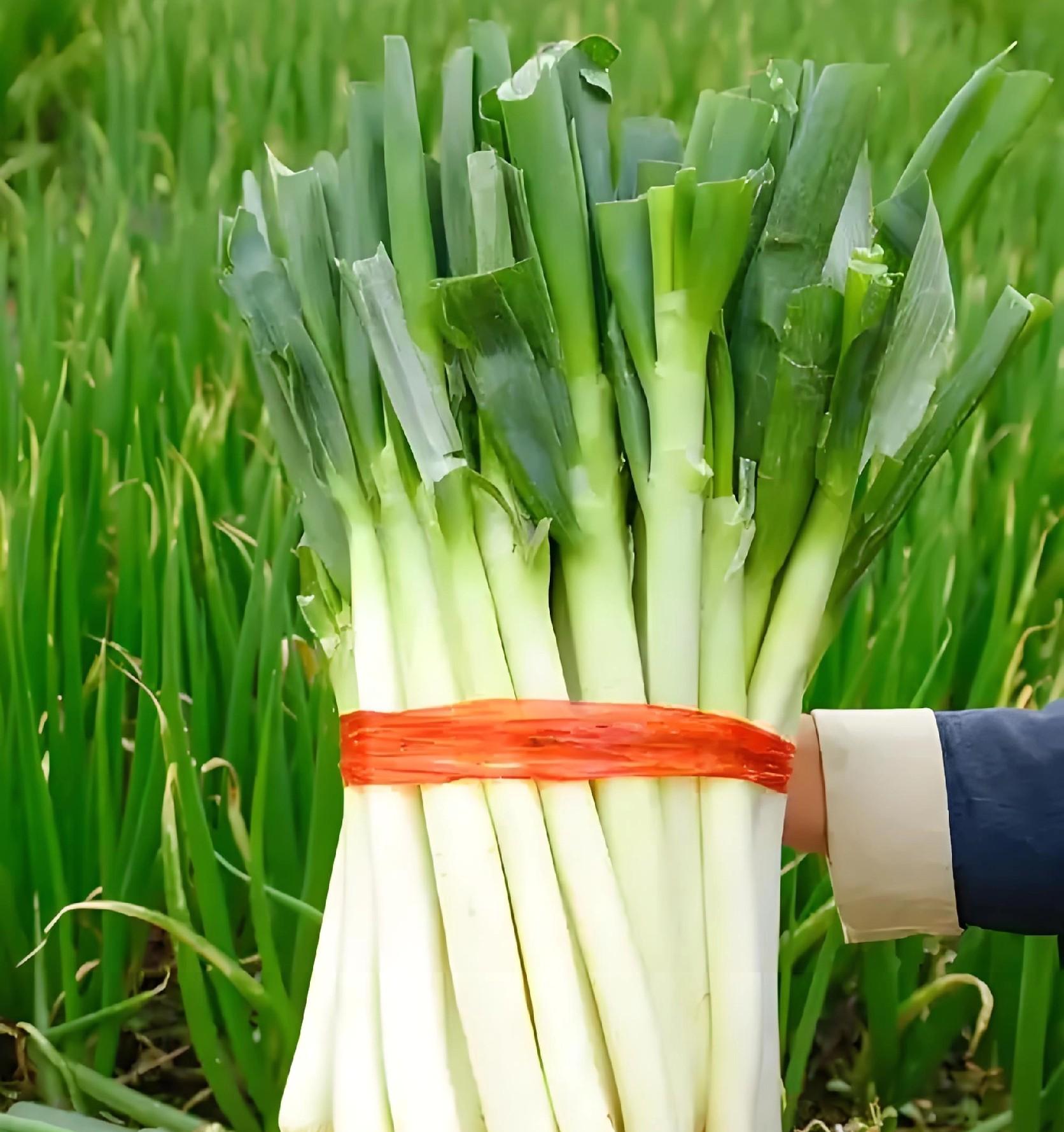 河北大葱收获倒计时！最后7天，这些关键点做不对，半年白忙活！