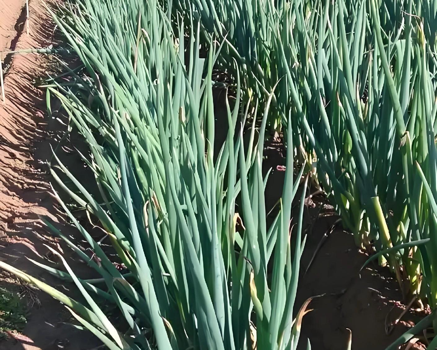 河北大葱收获倒计时！最后7天，这些关键点做不对，半年白忙活！