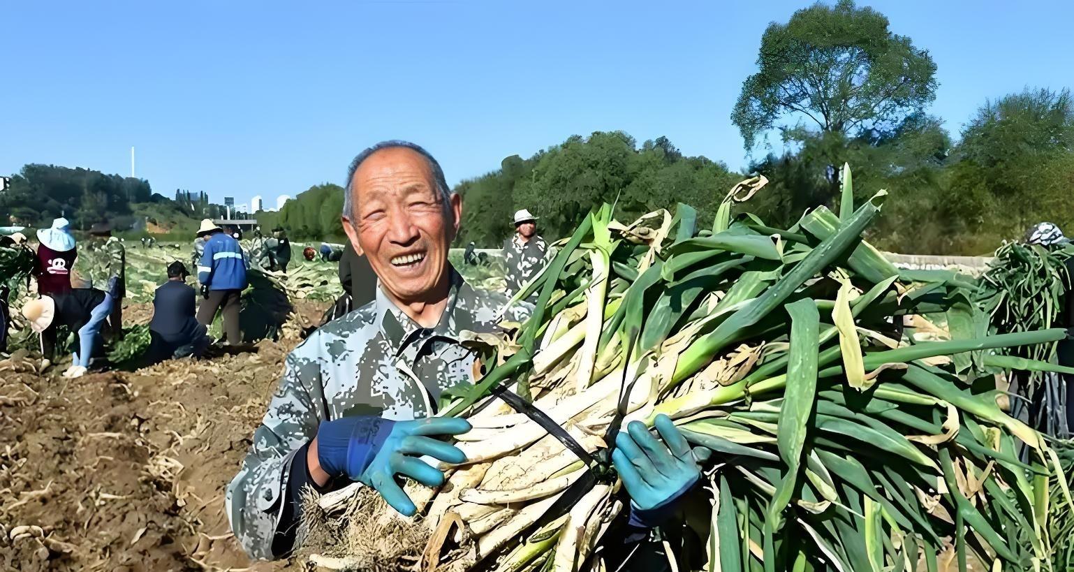 河北大葱收获倒计时！最后7天，这些关键点做不对，半年白忙活！