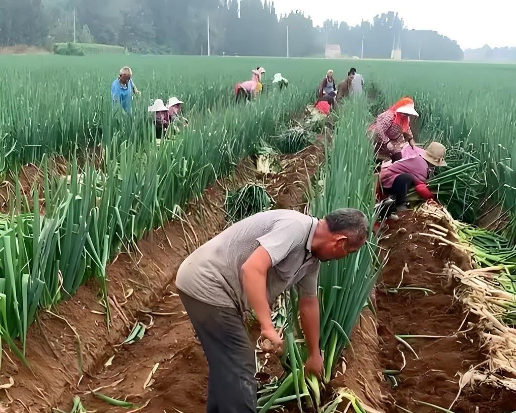河北大葱收获倒计时！最后7天，这些关键点做不对，半年白忙活！