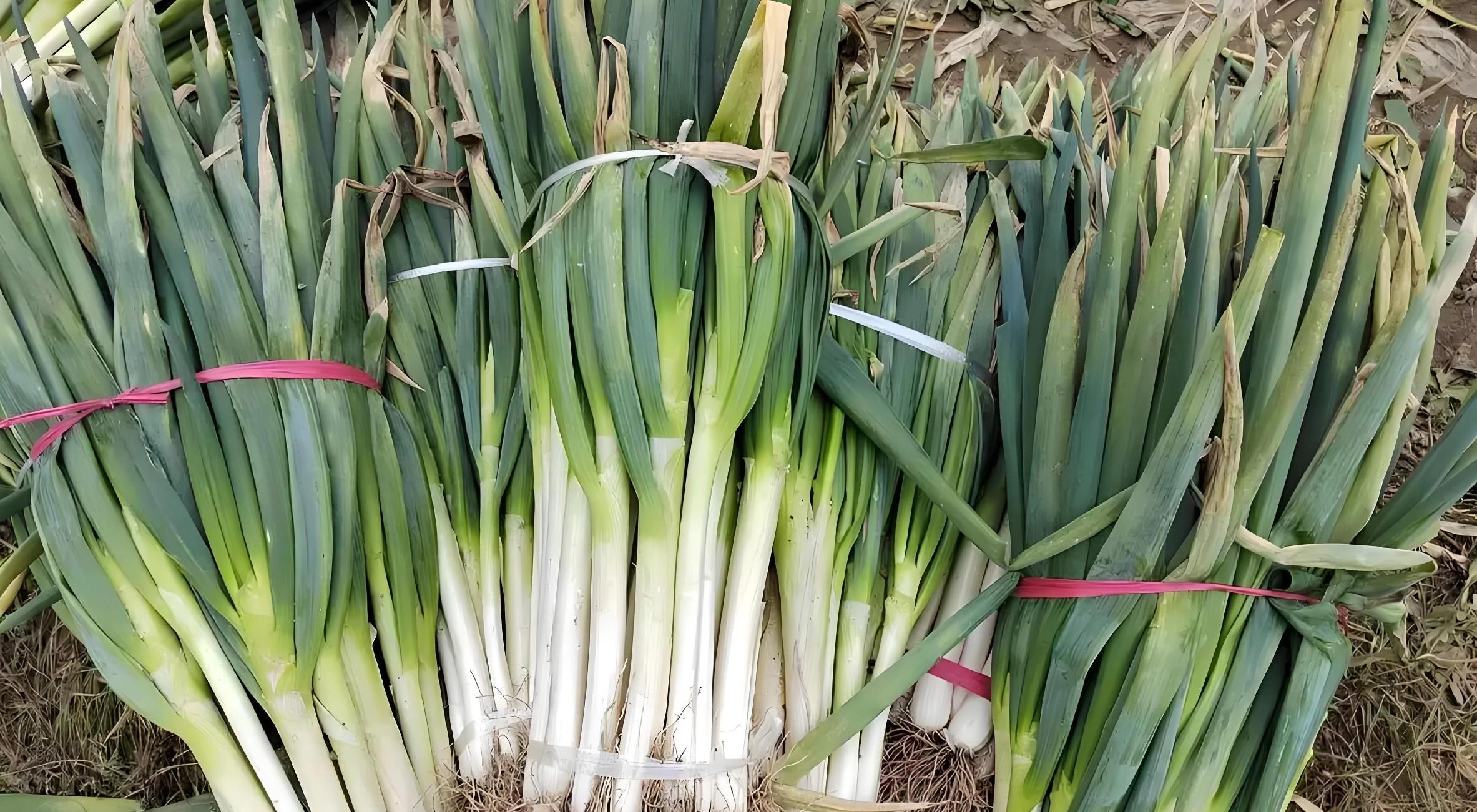 河北大葱收获倒计时！最后7天，这些关键点做不对，半年白忙活！