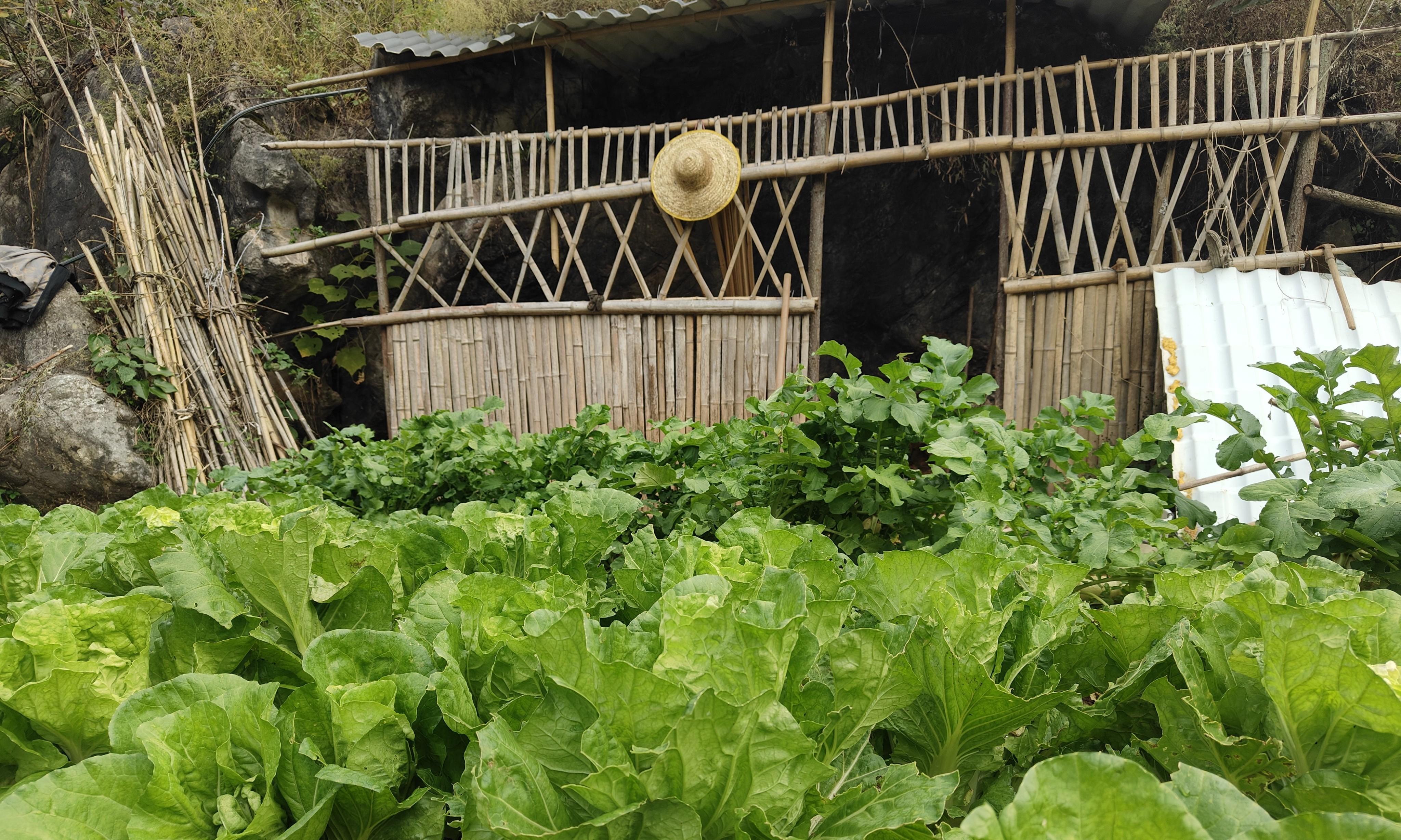 种菜的农民越来越少！不仅是赚不到钱，这4点原因很现实也很心酸