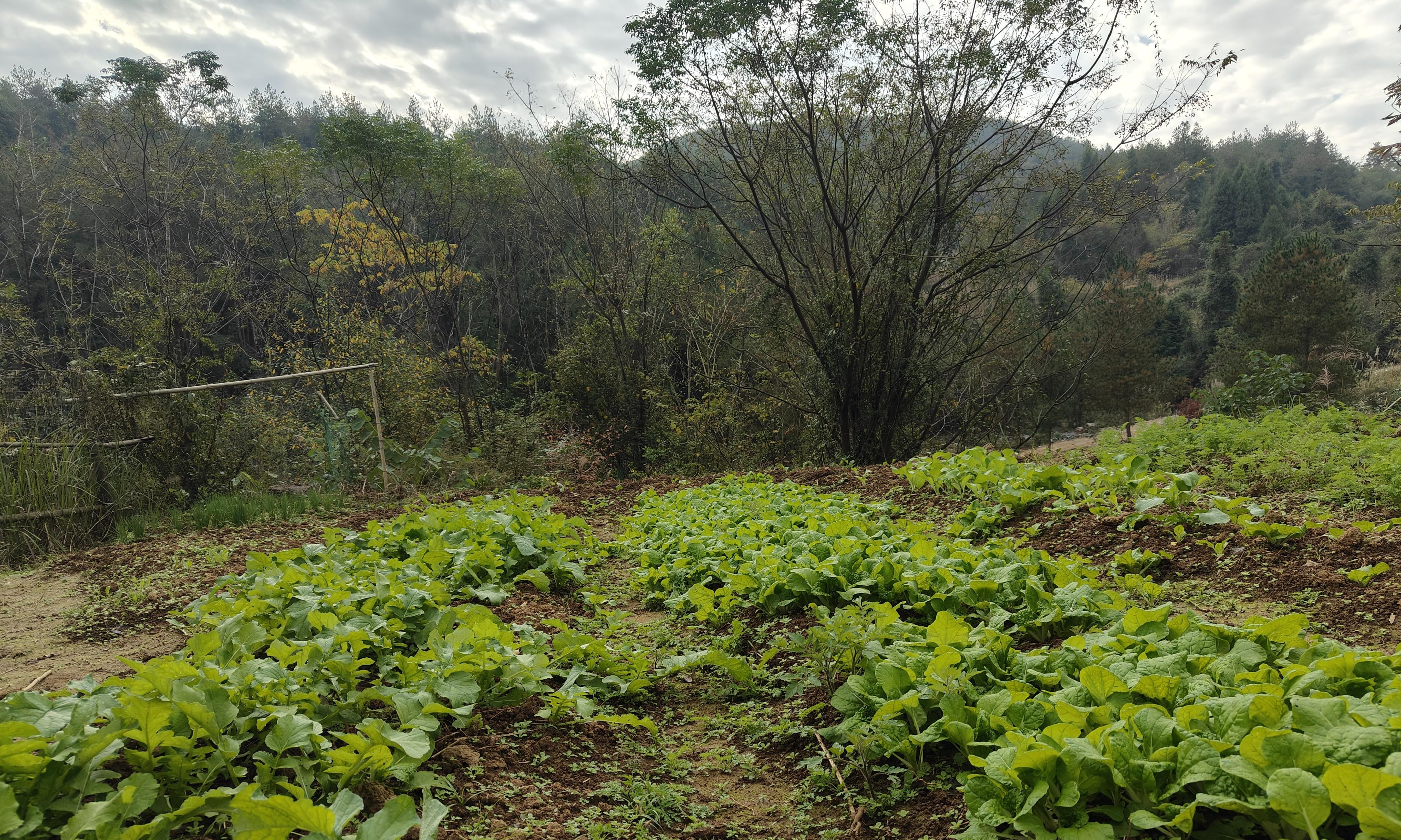 种菜的农民越来越少！不仅是赚不到钱，这4点原因很现实也很心酸