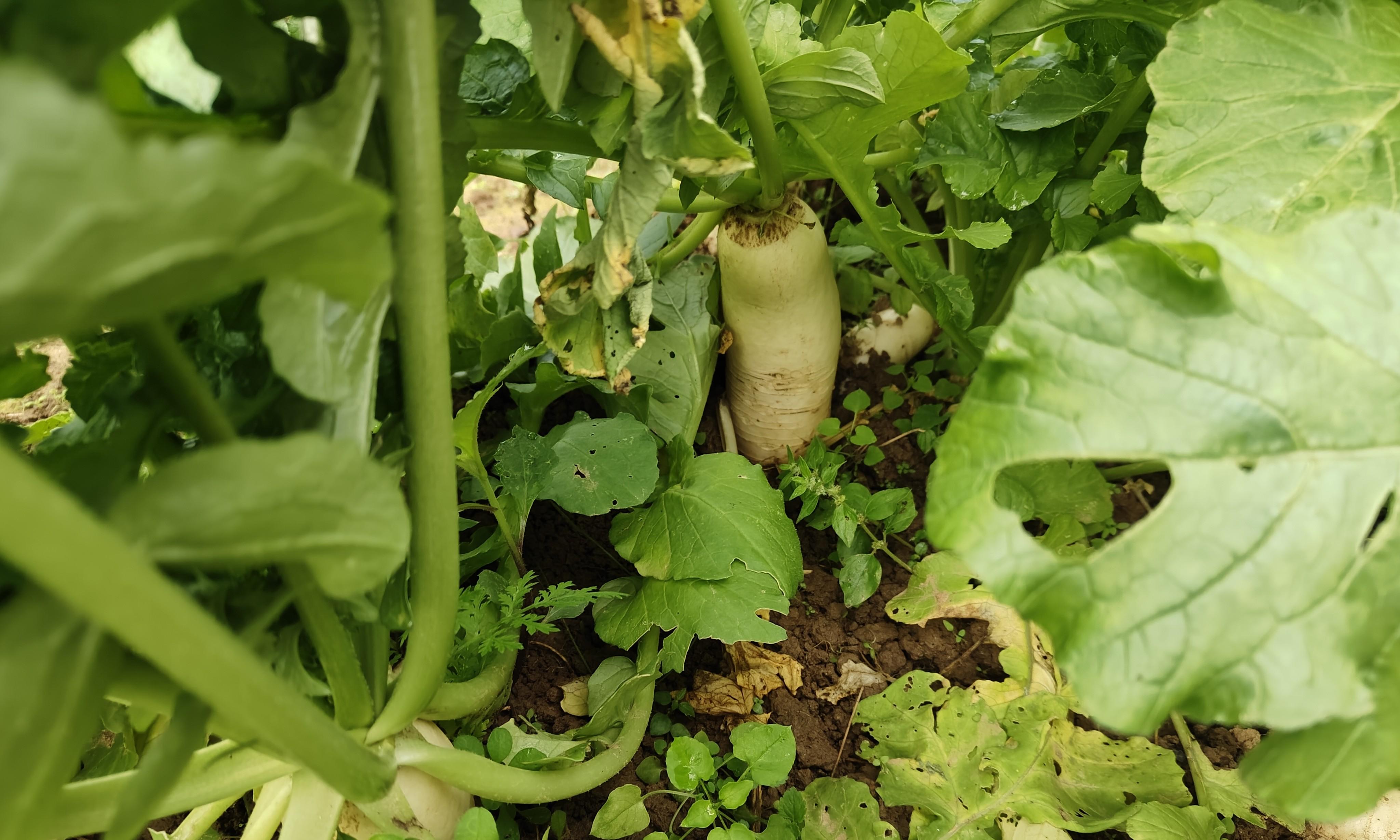 种菜的农民越来越少！不仅是赚不到钱，这4点原因很现实也很心酸