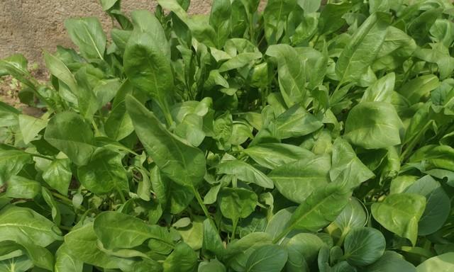 种菠菜秘诀：记住这四点，不烂根不招虫，一茬一茬吃不完！