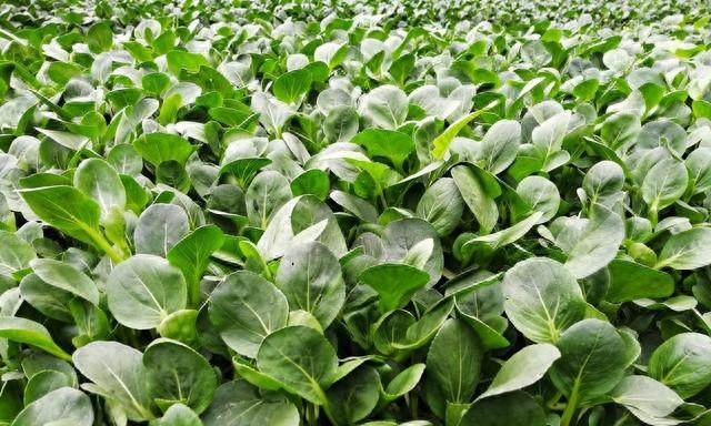 种菠菜秘诀：记住这四点，不烂根不招虫，一茬一茬吃不完！