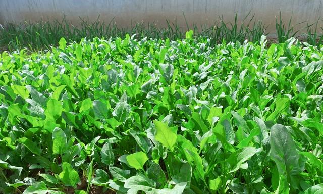 种菠菜秘诀：记住这四点，不烂根不招虫，一茬一茬吃不完！