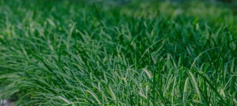 别再买保温膜了韭菜过冬这3种免费被保暖护苗还肥地邻居都学着做