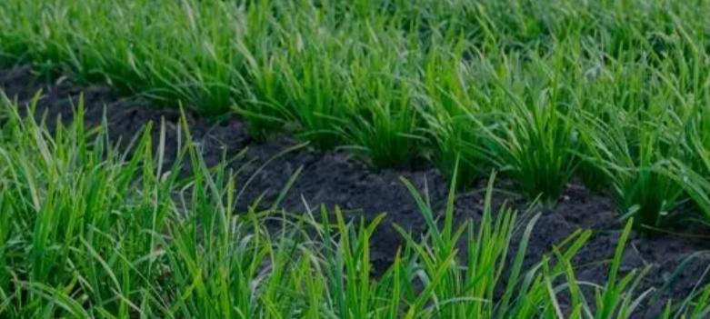 别再买保温膜了韭菜过冬这3种免费被保暖护苗还肥地邻居都学着做