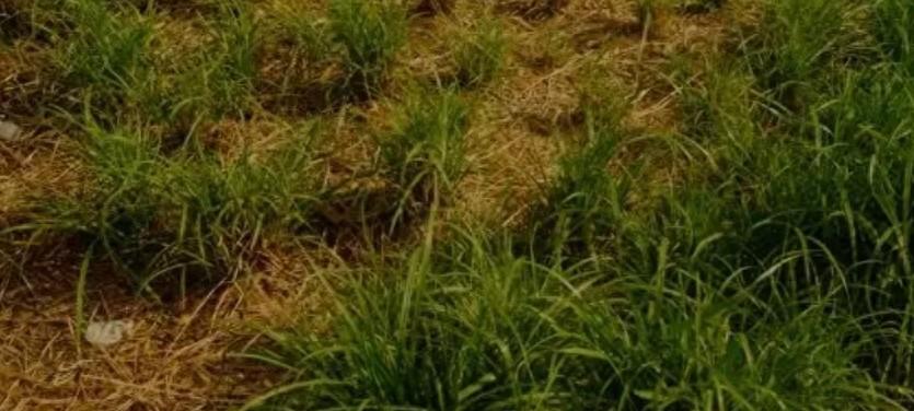 别再买保温膜了韭菜过冬这3种免费被保暖护苗还肥地邻居都学着做