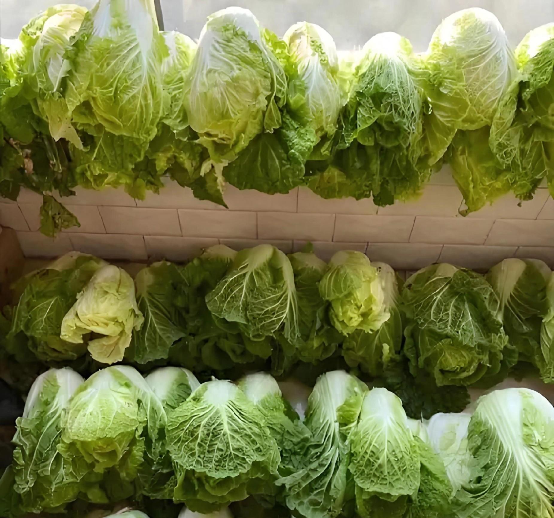 白菜一囤就烂？老农教你3招，放3个月都水灵不烂帮，冬天吃鲜菜！