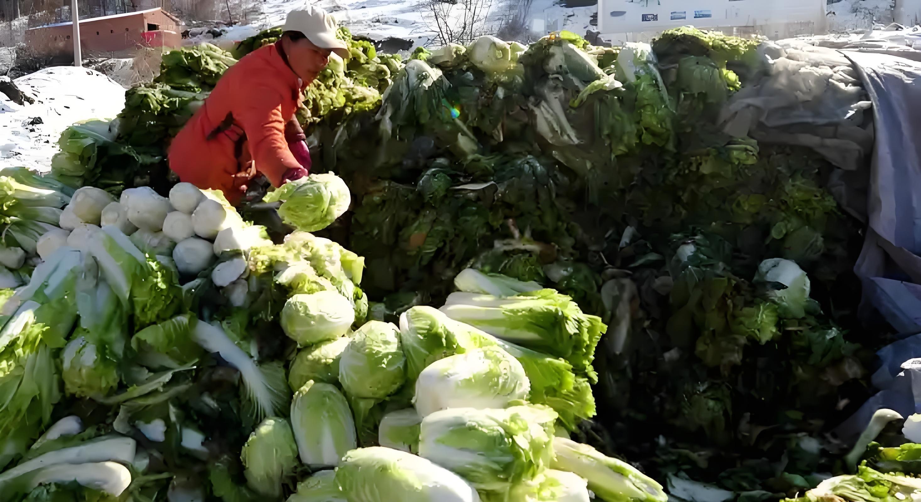 白菜一囤就烂？老农教你3招，放3个月都水灵不烂帮，冬天吃鲜菜！