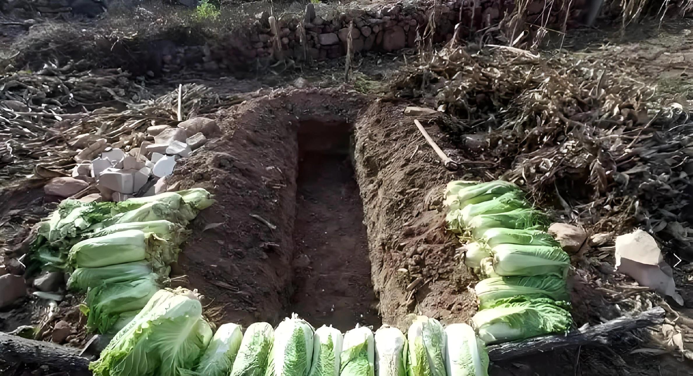 白菜一囤就烂？老农教你3招，放3个月都水灵不烂帮，冬天吃鲜菜！