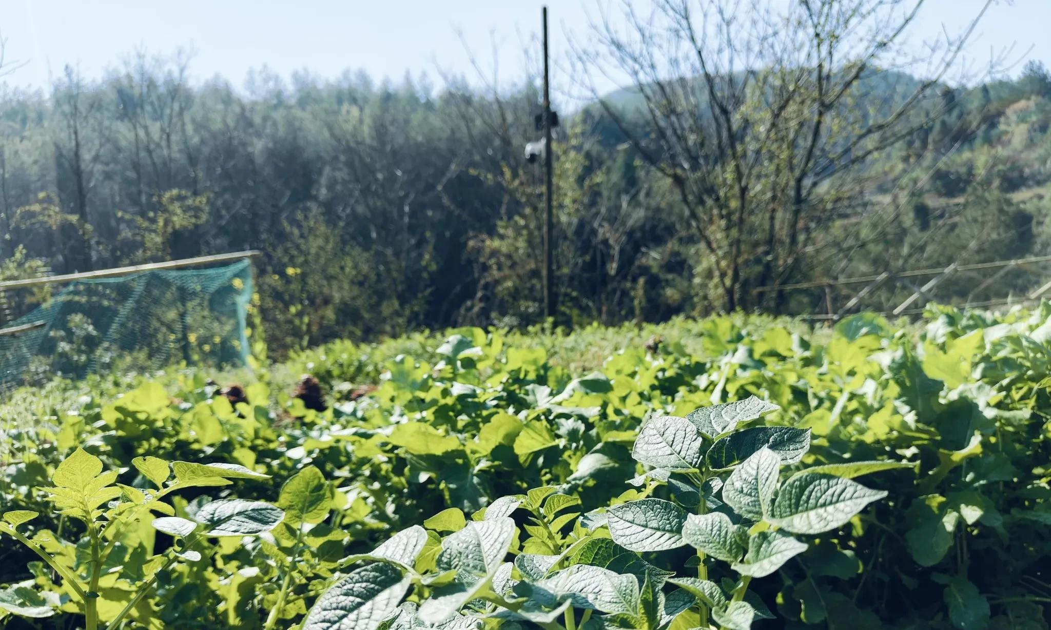 60岁以上的老年人注意，冬天种菜要记得"3防3做"，别让大意毁一生