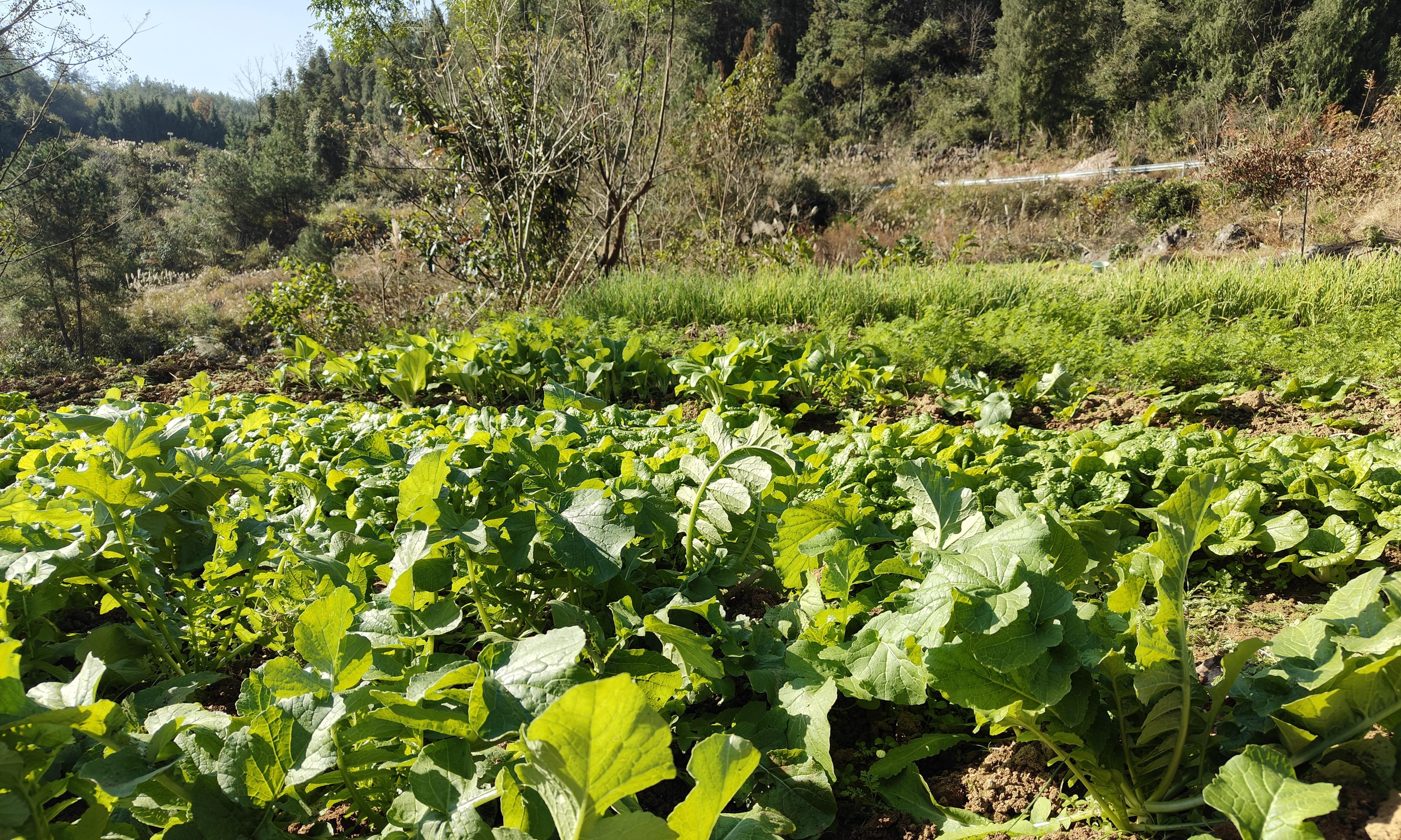 60岁以上的老年人注意，冬天种菜要记得"3防3做"，别让大意毁一生