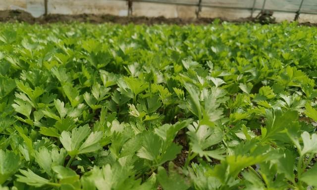 芹菜最爱的“温床”是啥样？土壤调理不好，施肥再多也白搭！